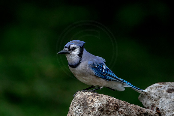 130 blue jay (AF3A0630) July 10, 2020