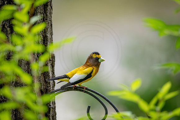 162 evening grosbeak (AF3A8264) June 27, 2020