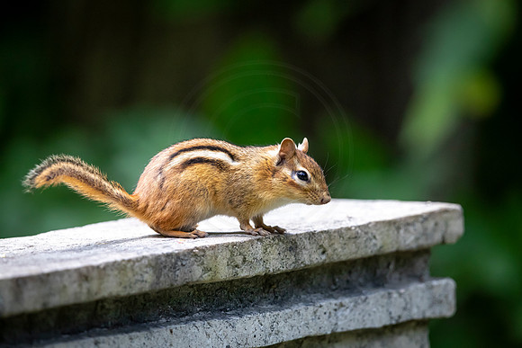 140 chippy (AF3A8122) June 26, 2020
