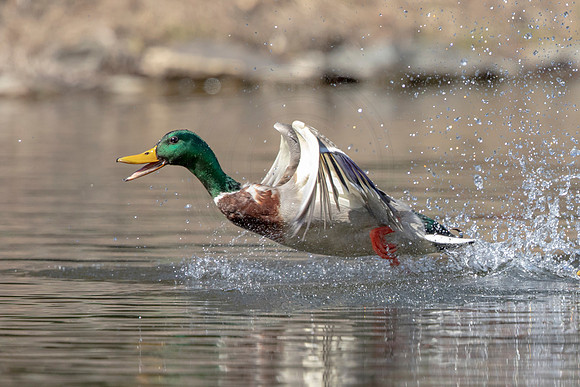 165 mallard (AF3A1101) March 15, 2020