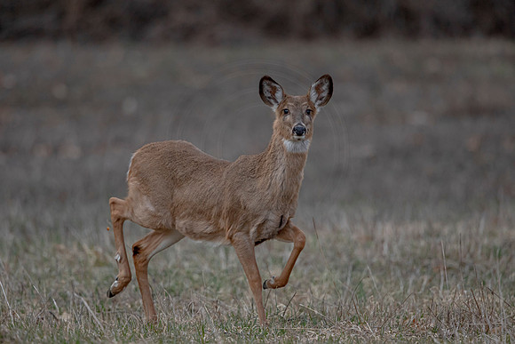 171 deer (AF3A1443) March 18, 2020