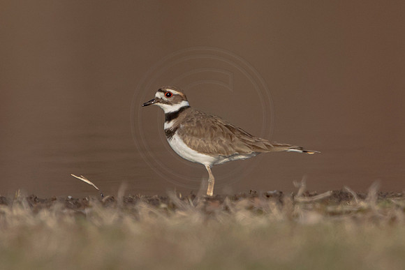 202 killdeer (AF3A1970) March 22, 2020