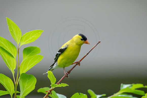 213 goldfinch (AF3A8635) June 28, 2020