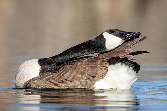 220 goose (AF3A2144) March 27, 2020