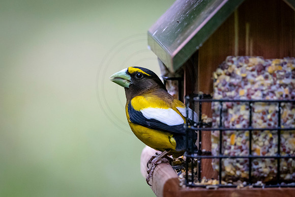 240 evening grosbeak (AF3A7968) June 266, 2020