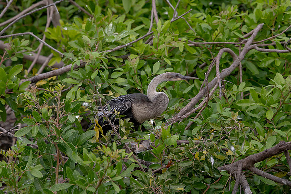 1144 anhinga (6F3A4443) April 18, 2021