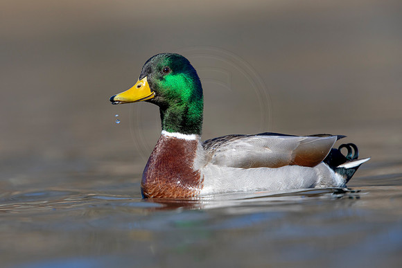 234 mallard (AF3A3632) March 13, 2021
