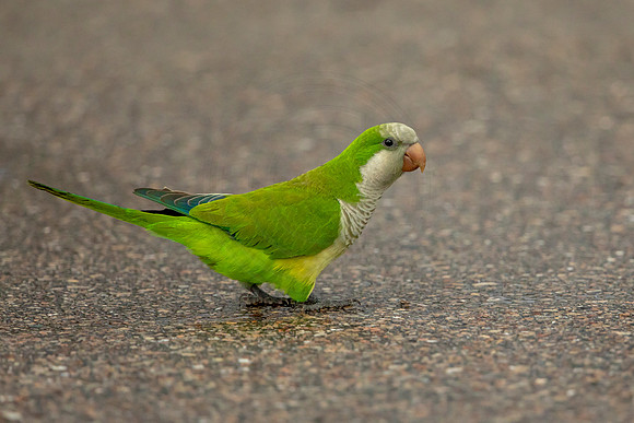 35 monk parakeet (6F3A0226) April 21, 2021