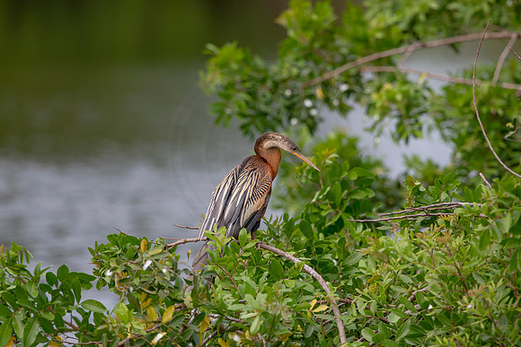 1127 anhinga (6F3A4280) April 18, 2021