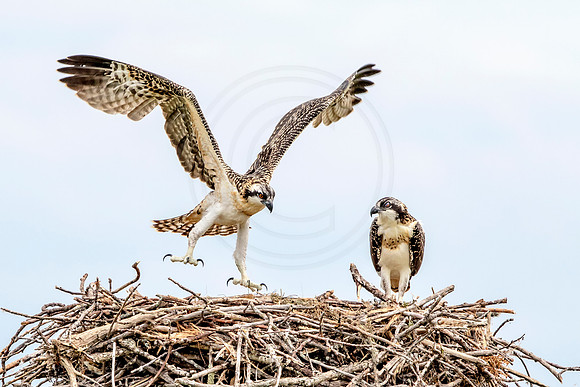Osprey in Crown Point