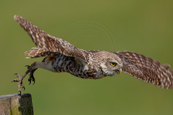 947 burrowing owl (6F3A2688) April 17, 2021