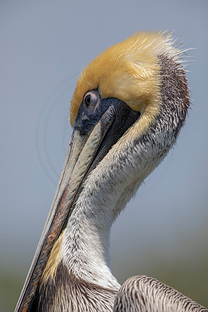 282 pelican (6F3A7801) April 15, 2021