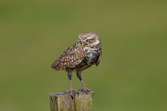 954 burrowing owl (6F3A2772) April 17, 2021