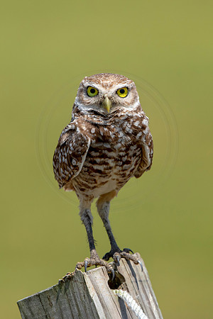 806 burrowing owl (6F3A1820) April 17, 2021