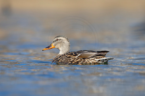 239 mallard (AF3A3649) March 13, 2021