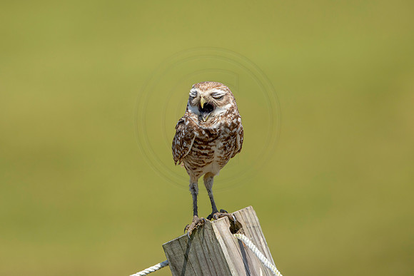 812 burrowing owl (6F3A1842) April 17, 2021