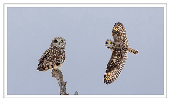 50 owl composite with boarder