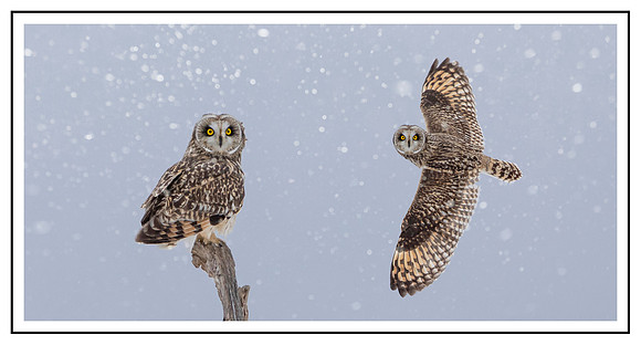 52 owl composite with snow and boarder