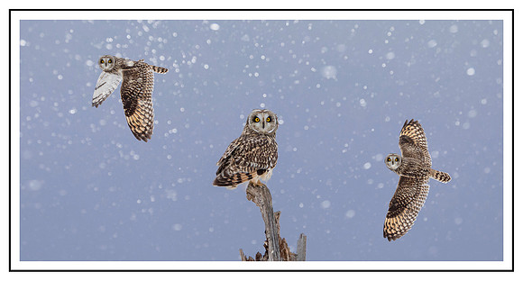 54 owl composite with boarder