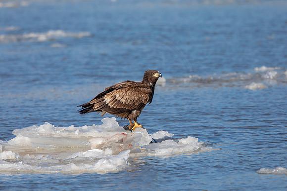 45 eagle with a fish (AF3A9165) February 21, 2021
