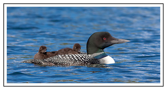 25 loons (IMG_0246) June 20, 2021_pe