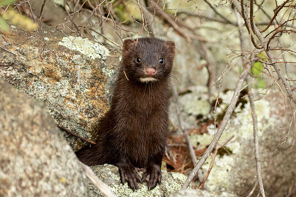 7 american mink (IMG_2522) July 24, 2021