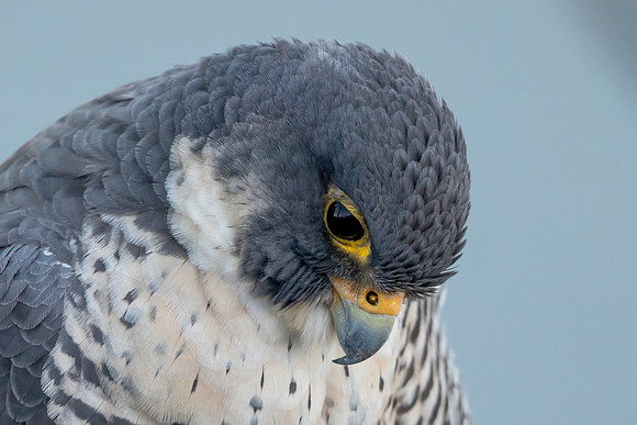 150 peregrine falcon (AF3A9870) March 1, 2020