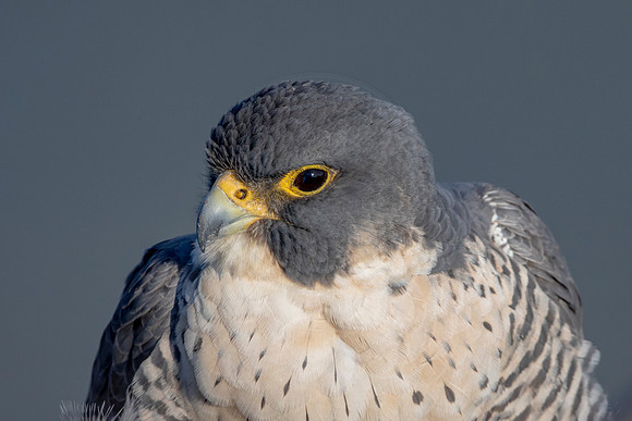 72 peregrine falcon (AF3A9015) March 1, 2020