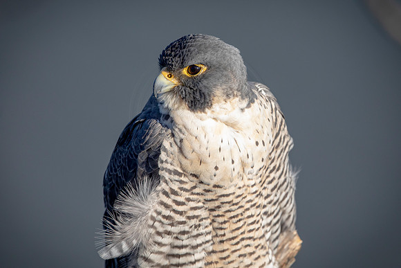 2 peregrine falcon (AF3A9147) March 1, 2020