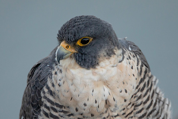 162 peregrine falcon (AF3A9999) March 1, 2020