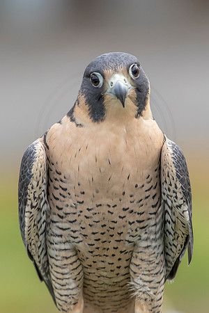 27 wild mountain birds (AF3A2528) October 28, 2018