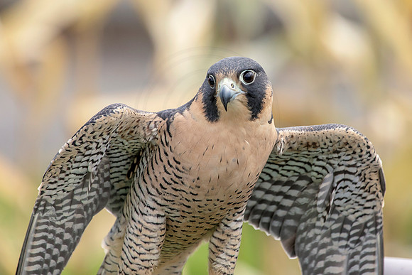30 wild mountain birds (AF3A2535) October 28, 2018