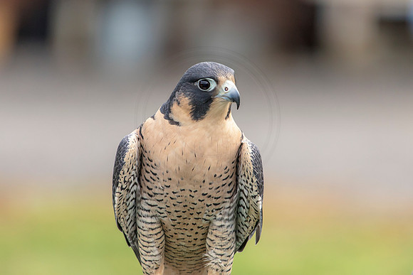 28 wild mountain birds (AF3A2531) October 28, 2018