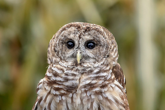 1 wild mountain birds (AF3A2468) October 28, 2018