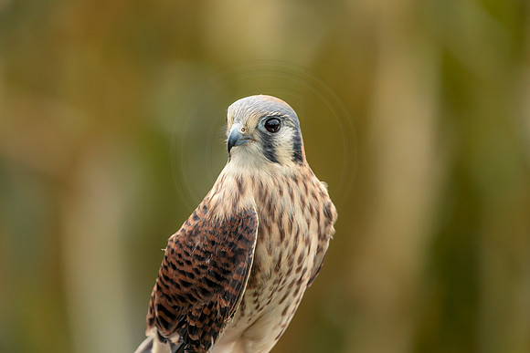 6 wild mountain birds (AF3A2576) October 28, 2018