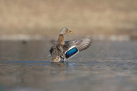 243 mallard (AF3A3698) March 13, 2021