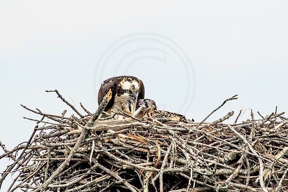 Osprey in Crown Point