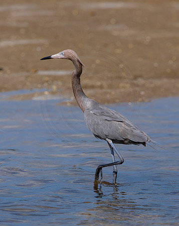 177 reddish egrets (6F3A6769) April 15, 2021