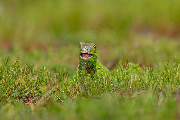 494 iguana (6F3A9069) April 15, 2021