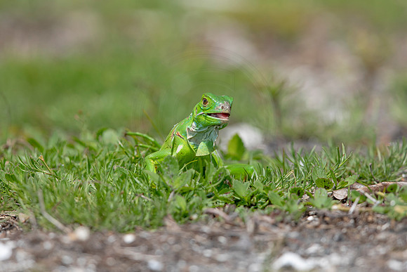 355 iguana (6F3A8333) April 15, 2021