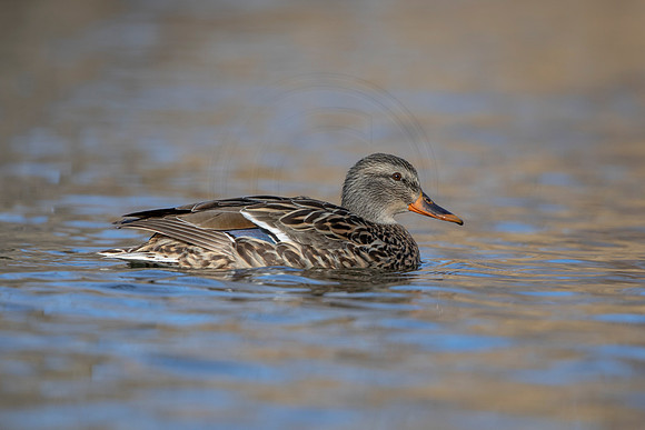 216 mallard (AF3A3541) March 13, 2021