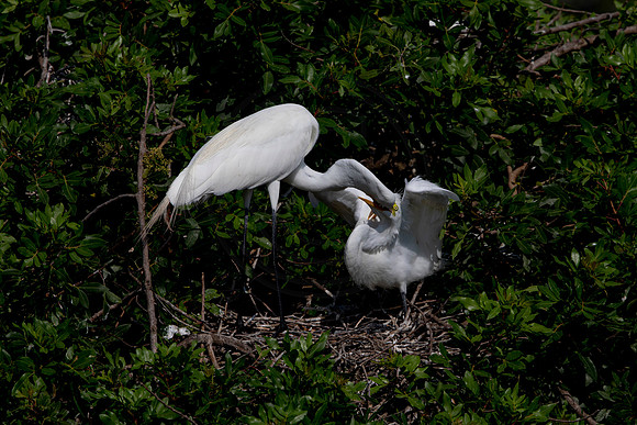 1065 egret (6F3A3803) April 18, 2021