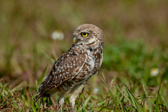904 burrowing owl (6F3A2409) April 17, 2021