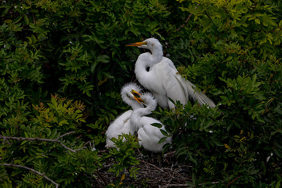 1122 egrets (6F3A4242) April 18, 2021
