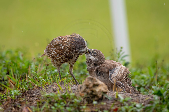 30 burrowing owl kid (6F3A9409) April 20, 2021