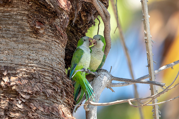 1202 monk parakeet (6F3A5128) April 18, 2021