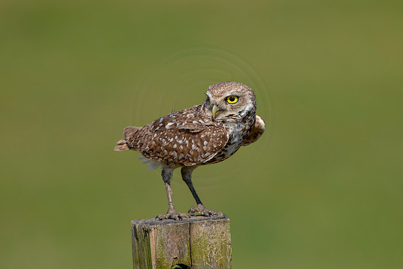 948 burrowing owl (6F3A2691) April 17, 2021