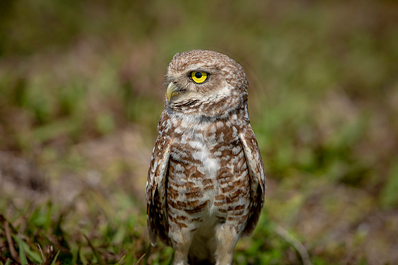 923 burrowing owl (6F3A2501) April 17, 2021