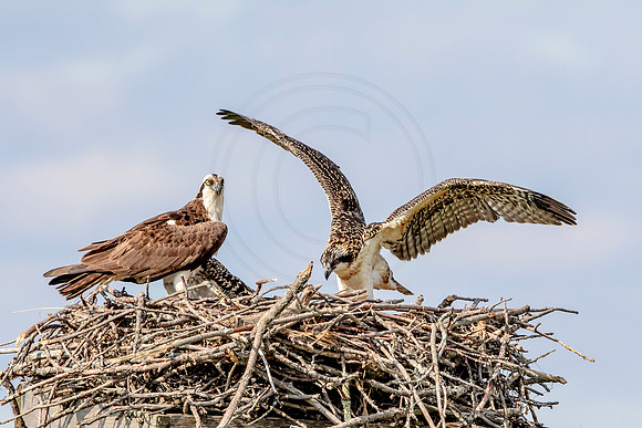 Osprey in Crown Point