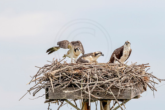 Osprey in Crown Point